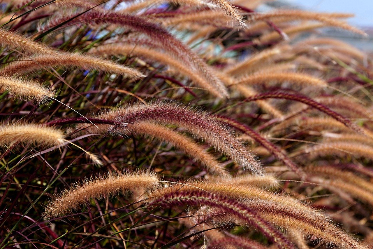 Basics of Eco-Friendly Landscaping for Homeowners